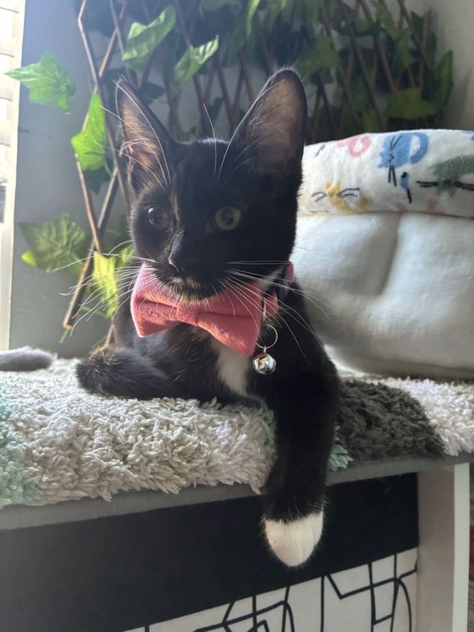 Tuxie