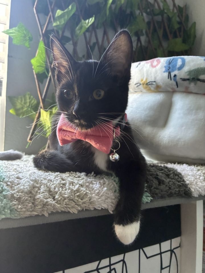 Tuxie 1