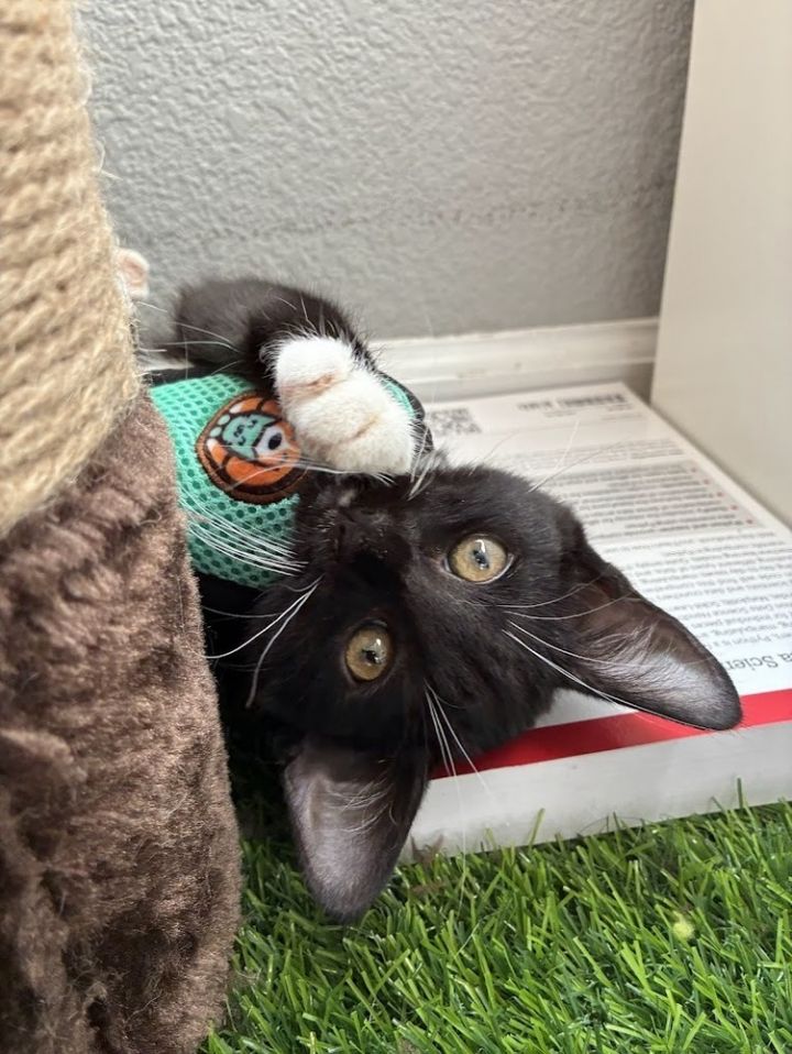 Tuxie 3