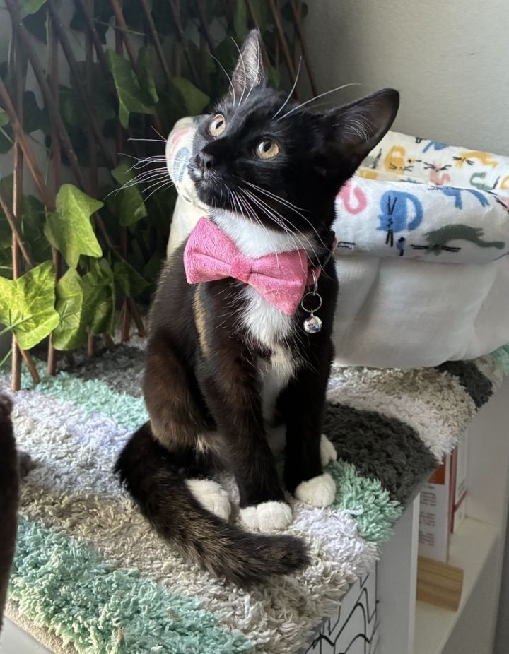 Tuxie 4