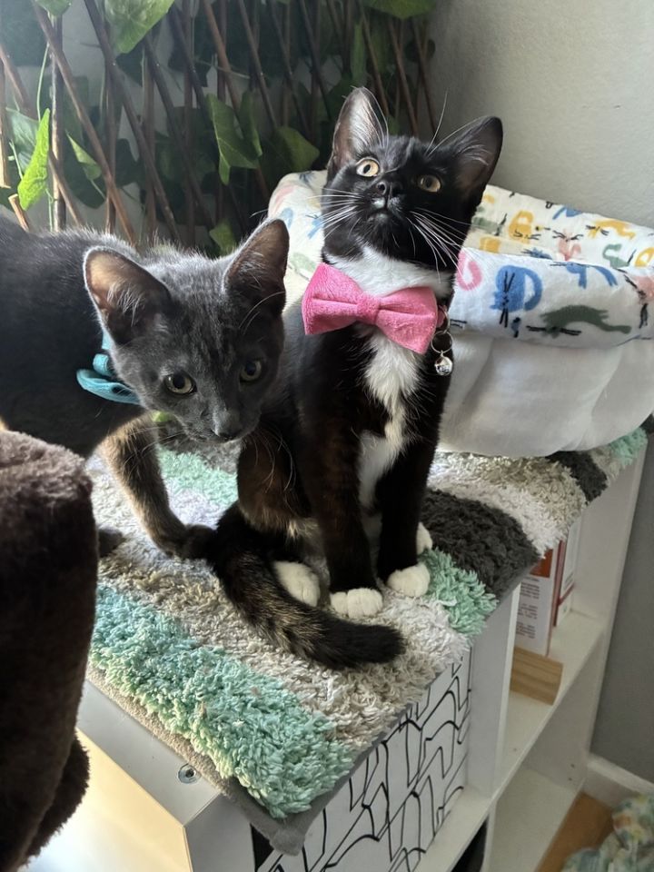 Tuxie 5
