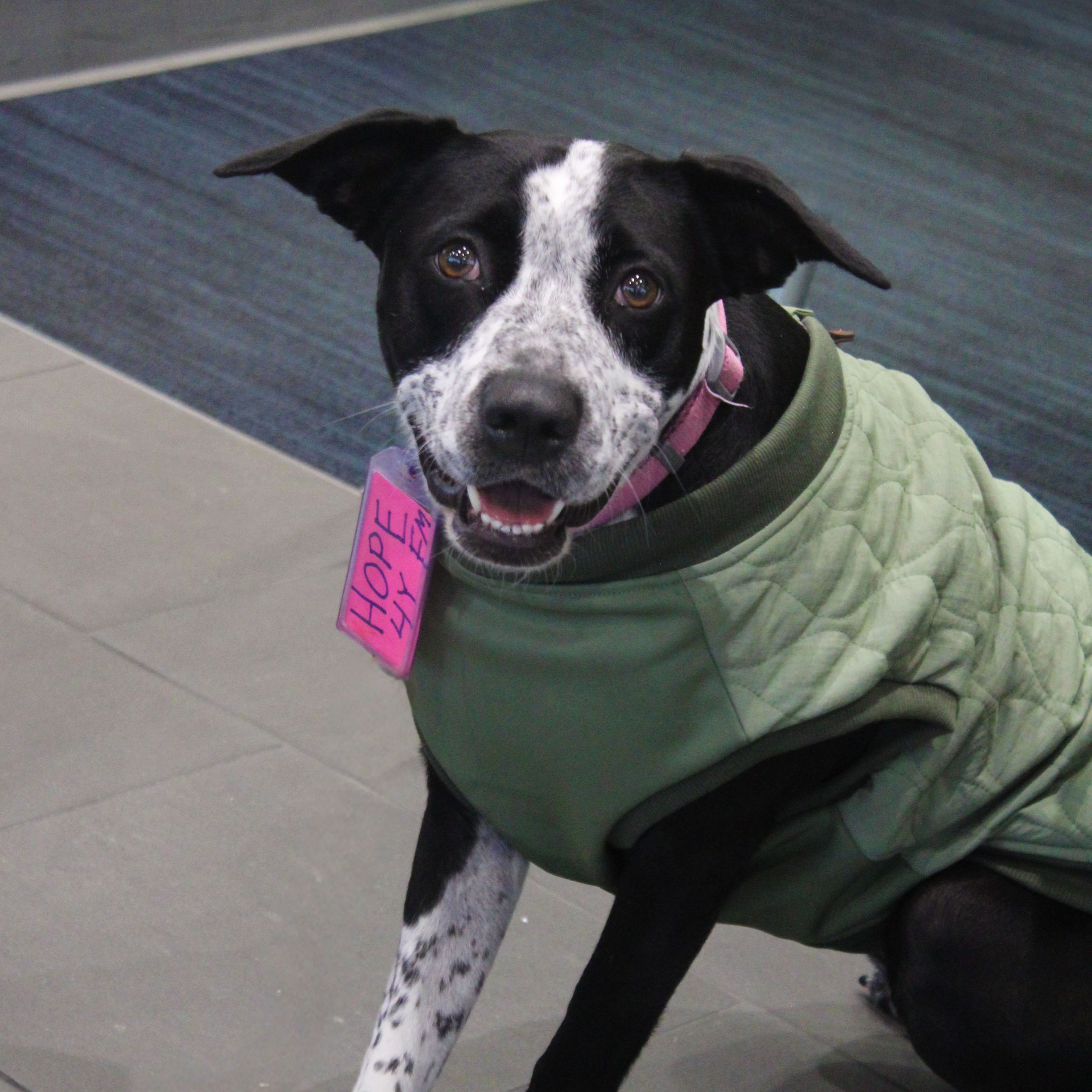 Hope, an adoptable Cattle Dog, Mixed Breed in Grand Junction, CO, 81503 | Photo Image 1