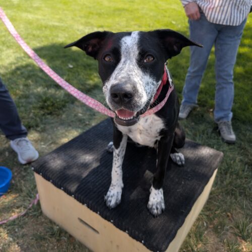 Hope, an adoptable Cattle Dog, Mixed Breed in Grand Junction, CO, 81503 | Photo Image 2