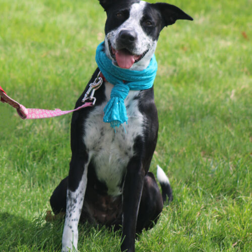 Hope, an adoptable Cattle Dog, Mixed Breed in Grand Junction, CO, 81503 | Photo Image 3