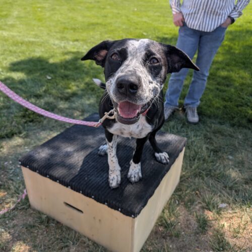 Hope, an adoptable Cattle Dog, Mixed Breed in Grand Junction, CO, 81503 | Photo Image 4