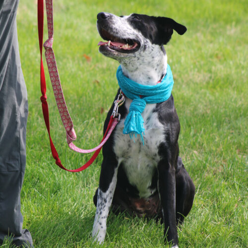 Hope, an adoptable Cattle Dog, Mixed Breed in Grand Junction, CO, 81503 | Photo Image 5