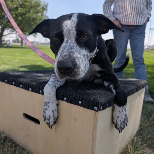 Hope, an adoptable Cattle Dog, Mixed Breed in Grand Junction, CO, 81503 | Photo Image 6
