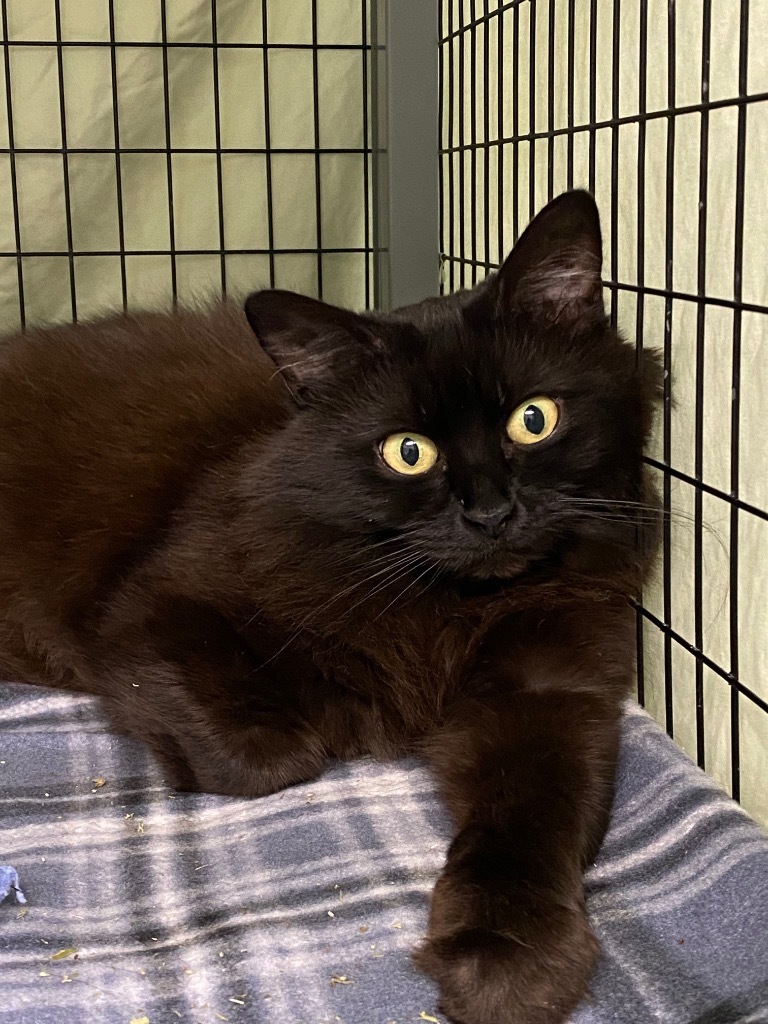 Sasha, an adoptable Ragdoll in Grants Pass, OR, 97526 | Photo Image 1