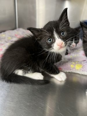 Tyrone, Baby Male unknown