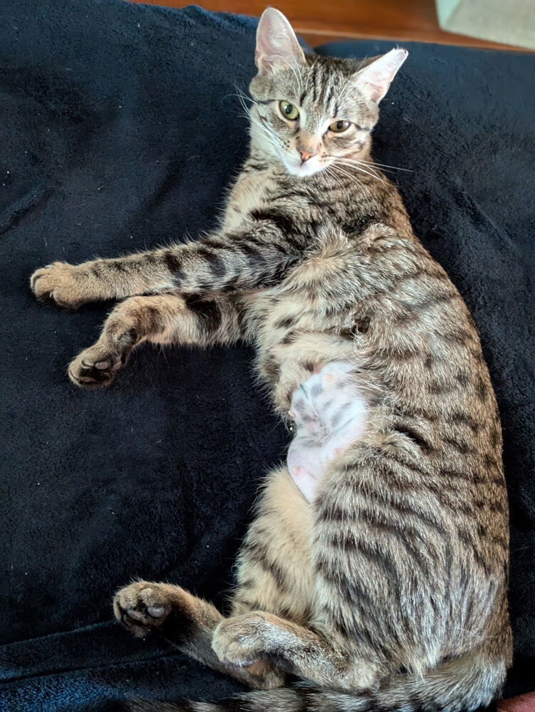 MISSY