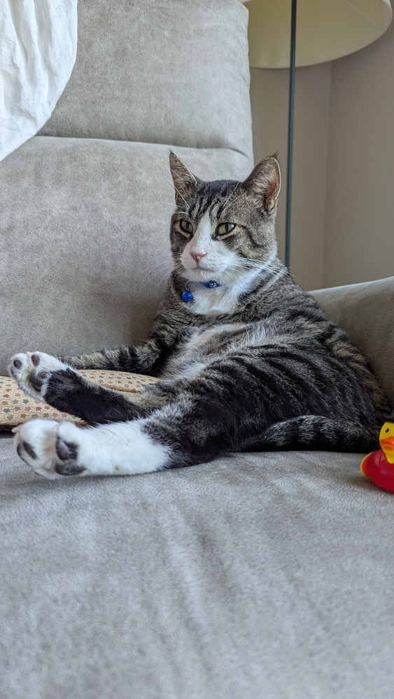 Otto, an adoptable Domestic Short Hair in Lafayette, CO, 80026 | Photo Image 1