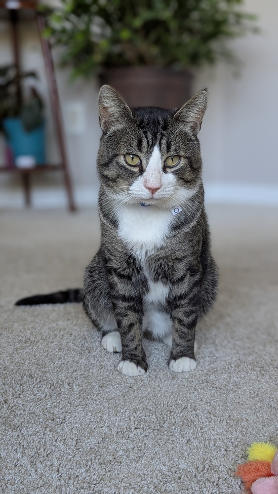 Otto, an adoptable Domestic Short Hair in Lafayette, CO, 80026 | Photo Image 2