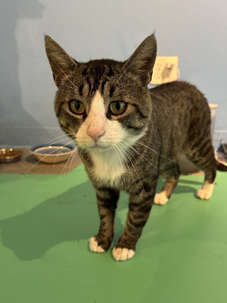 Otto, an adoptable Domestic Short Hair in Lafayette, CO, 80026 | Photo Image 3