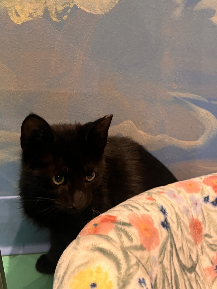 Flynn, an adoptable Domestic Medium Hair in Lafayette, CO, 80026 | Photo Image 1