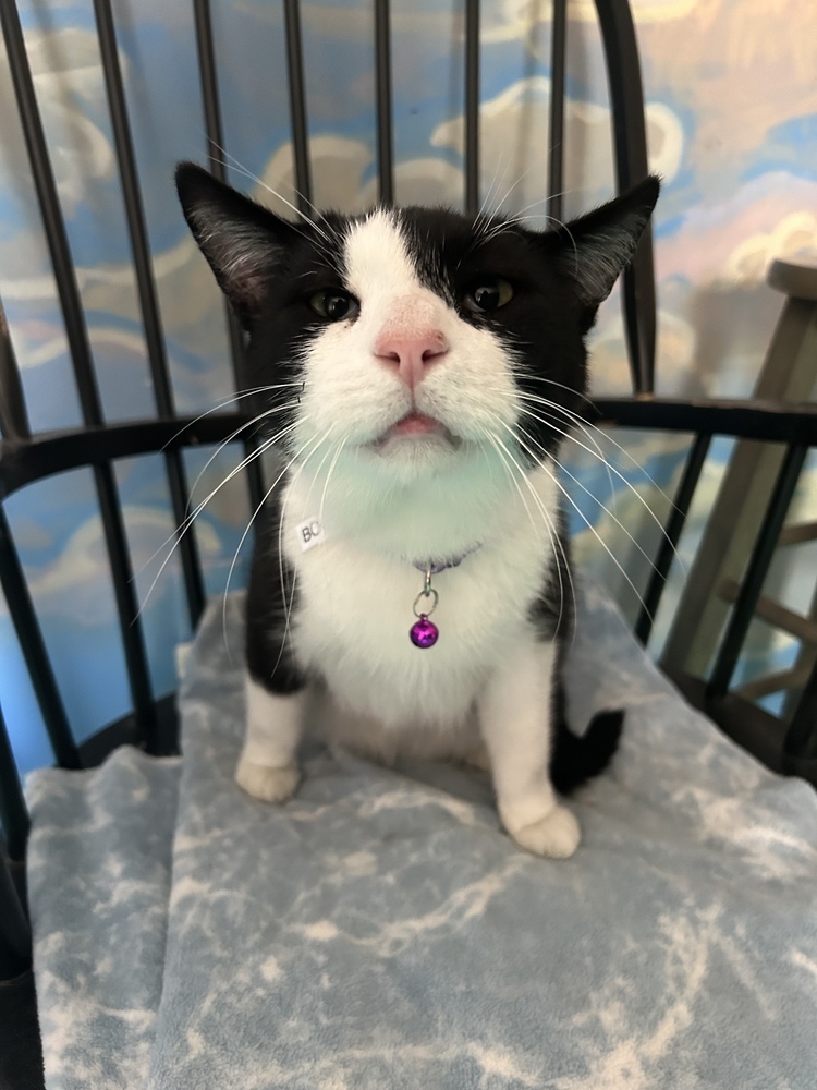 Boots, an adoptable Domestic Short Hair in Lafayette, CO, 80026 | Photo Image 2