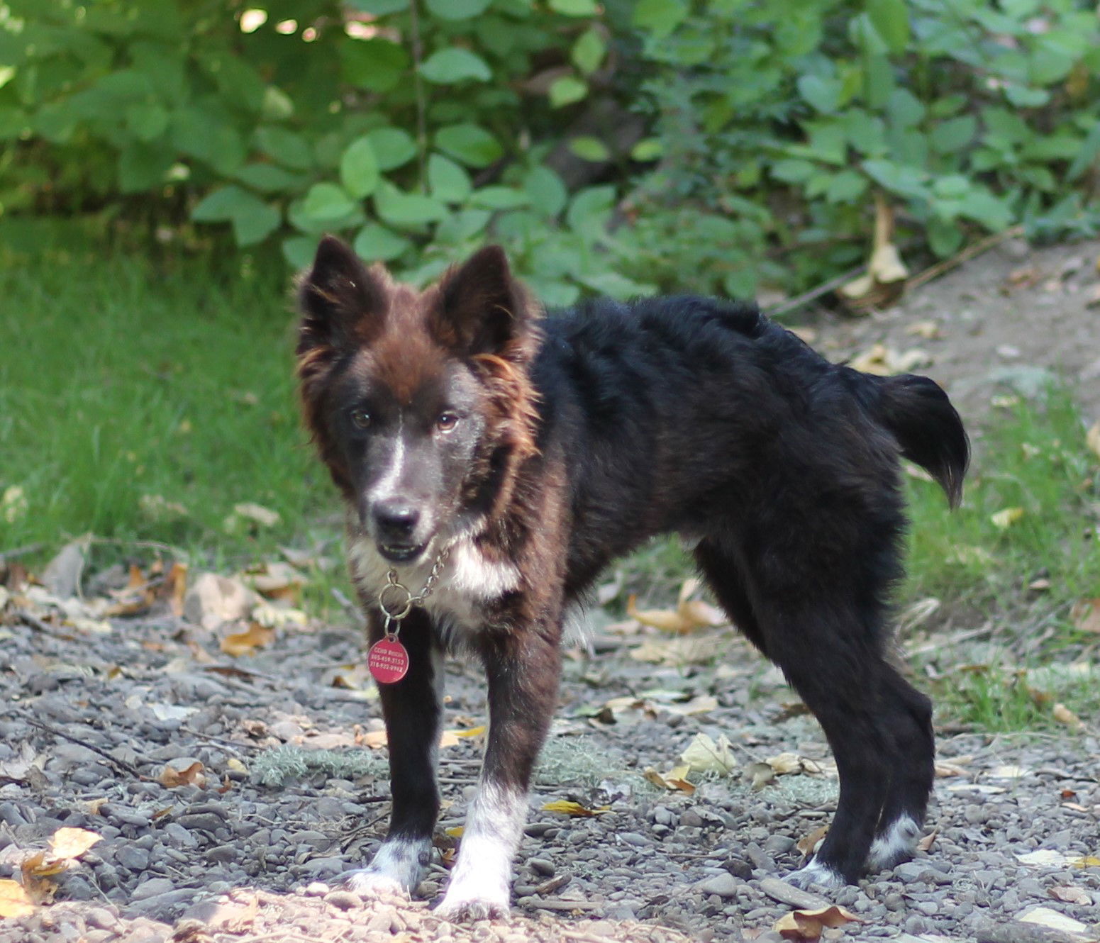 Kovu