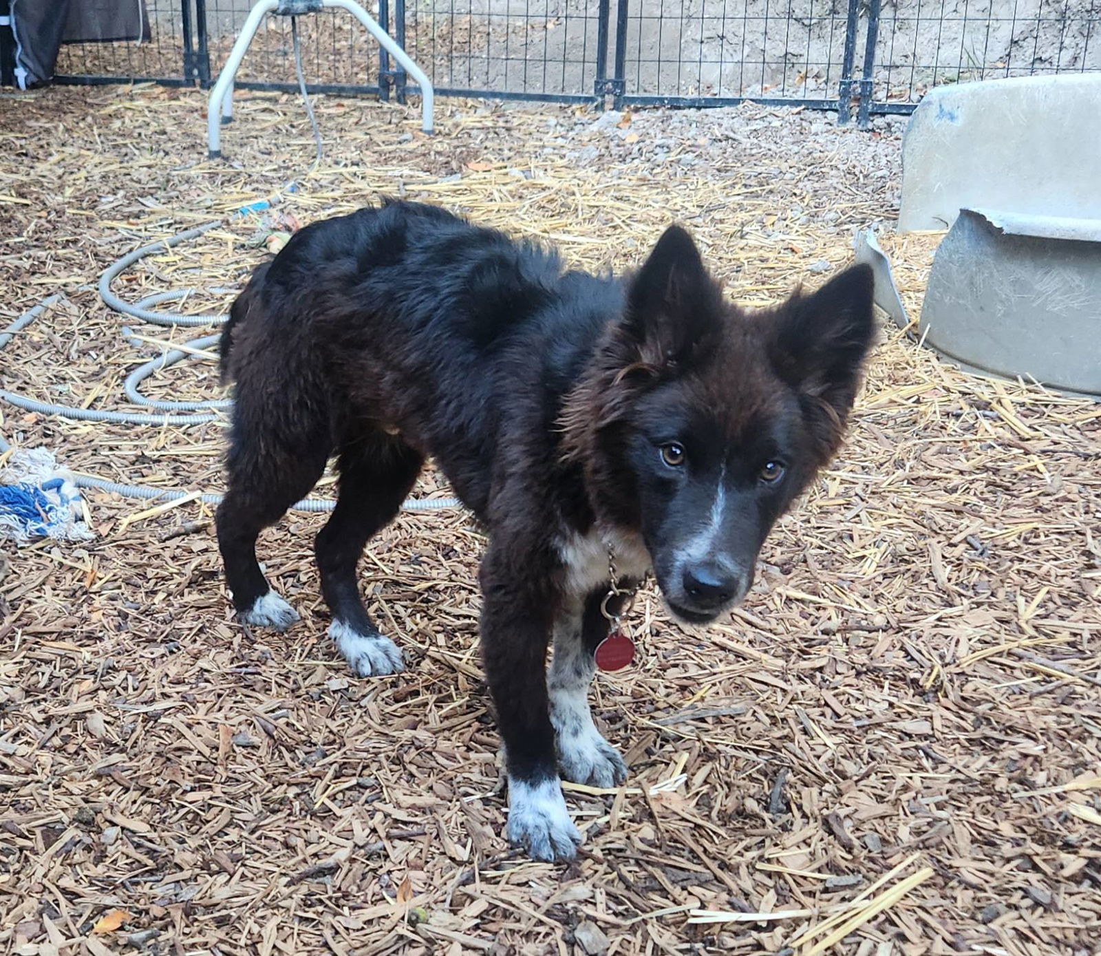 Kovu