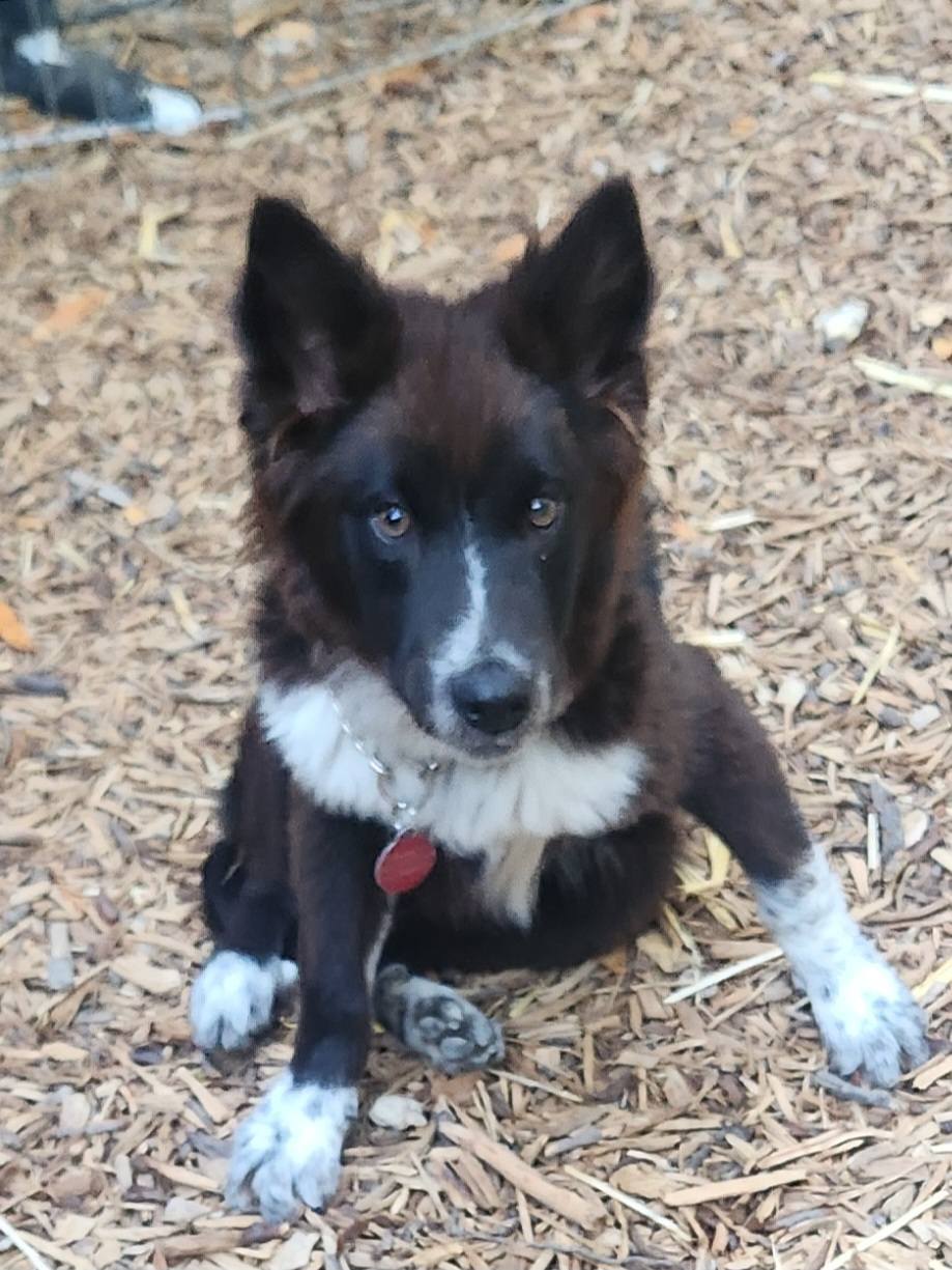 Kovu