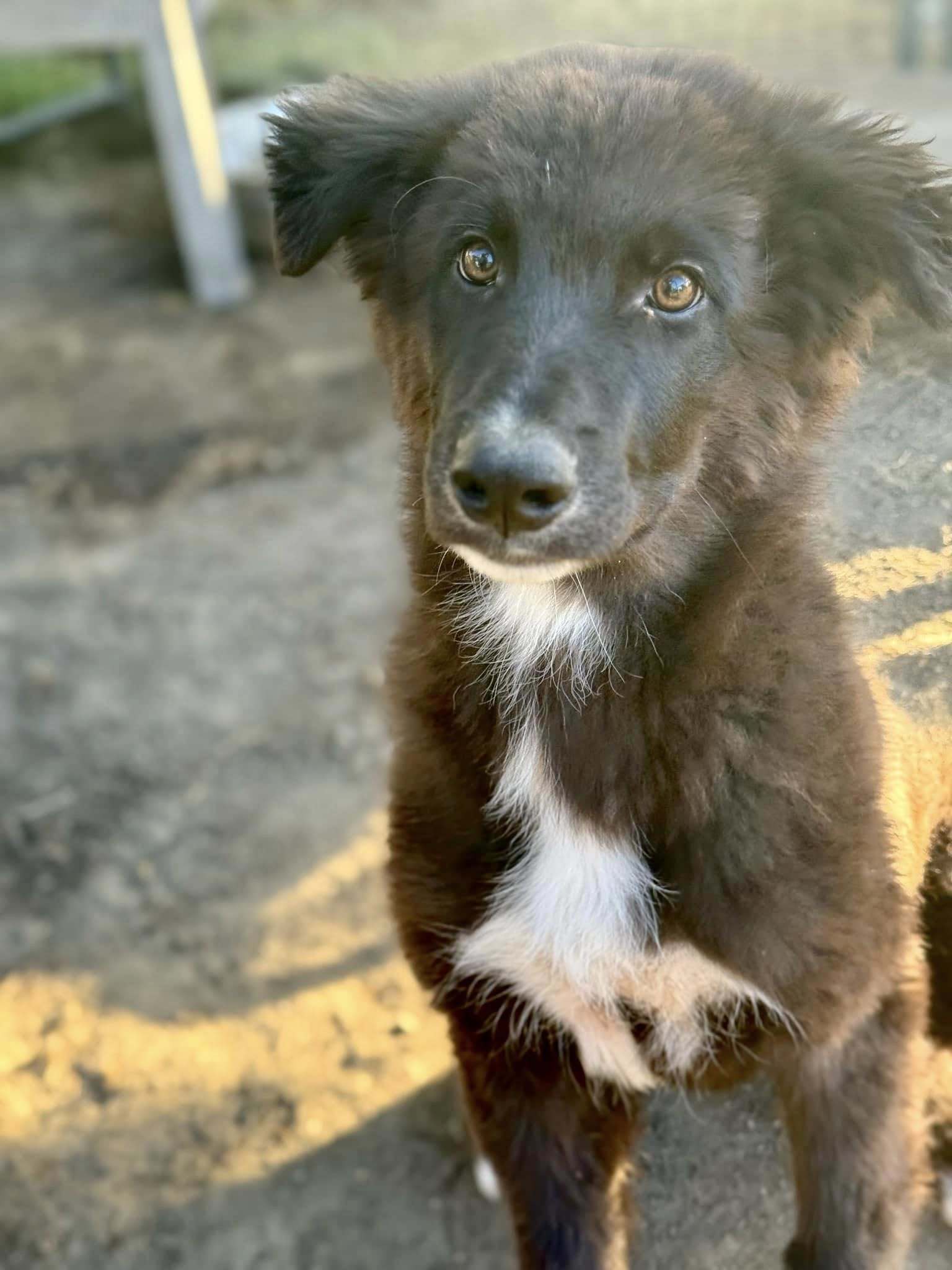 Adopt Collin