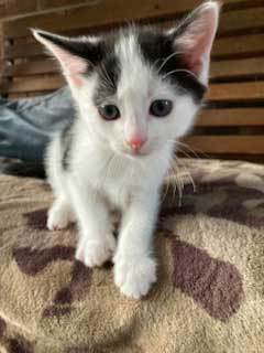 KITTEN BEN