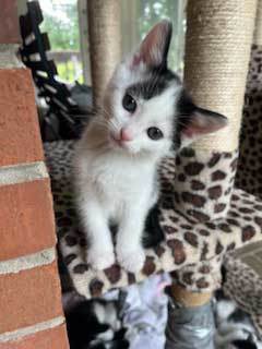 KITTEN BEN