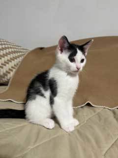 KITTEN BEN