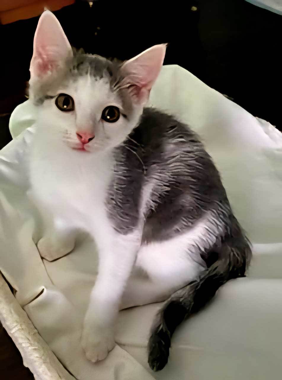 KITTEN GIZMO