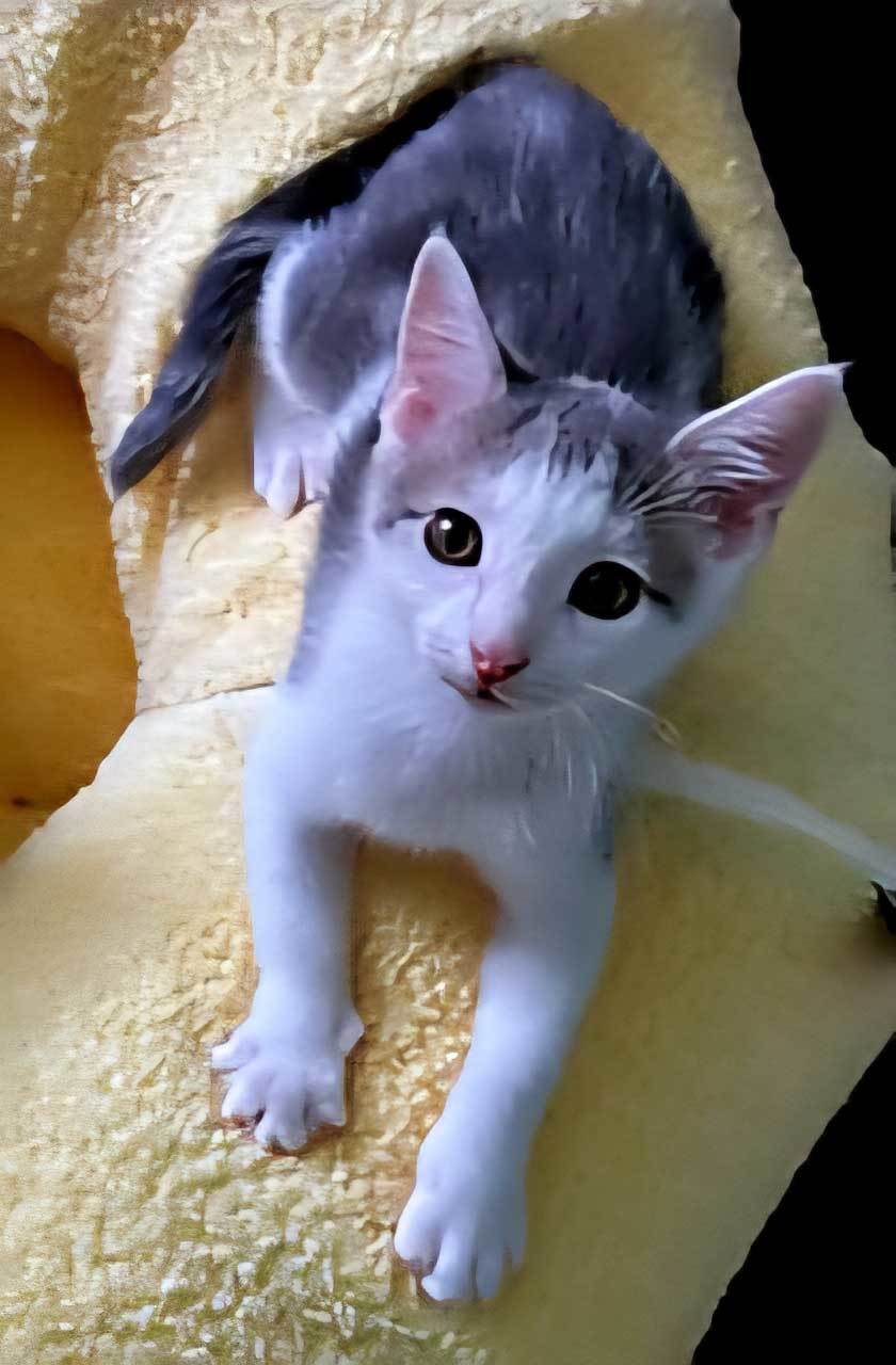 KITTEN GIZMO