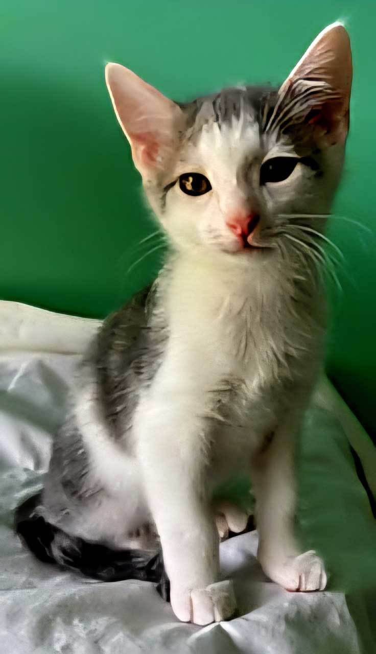 KITTEN GIZMO