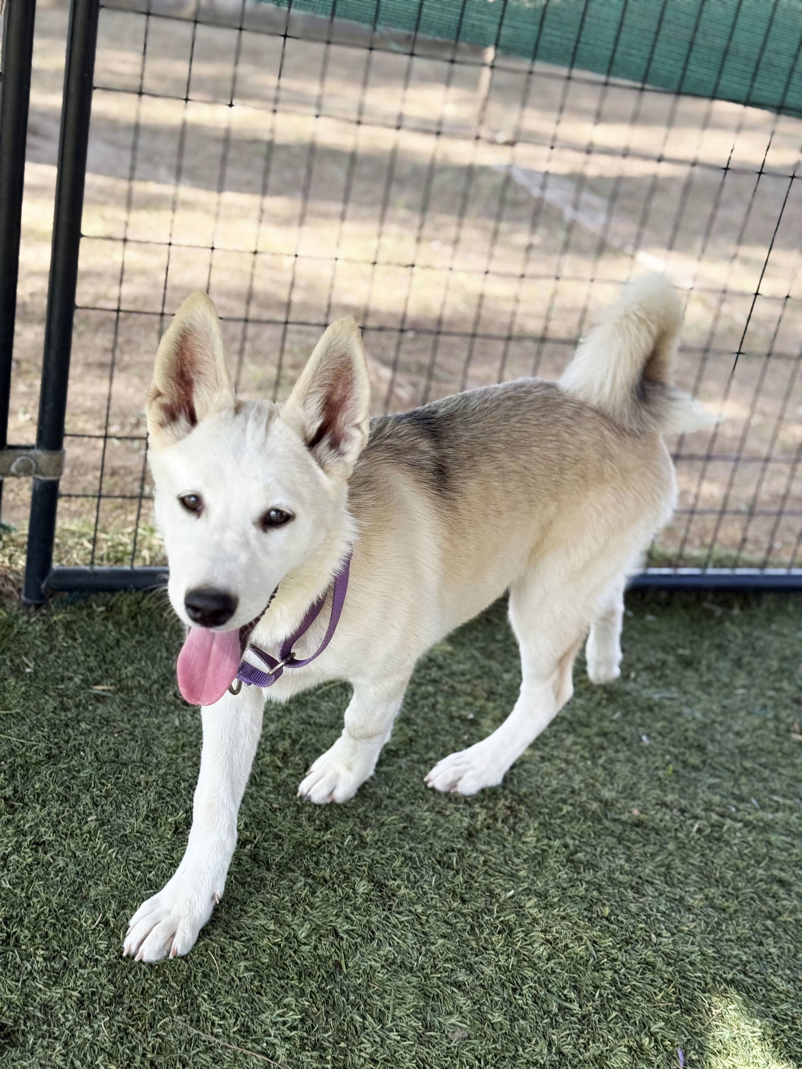 Husky Girl PUPPY