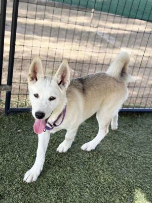 Husky Girl PUPPY, Baby Female unknown