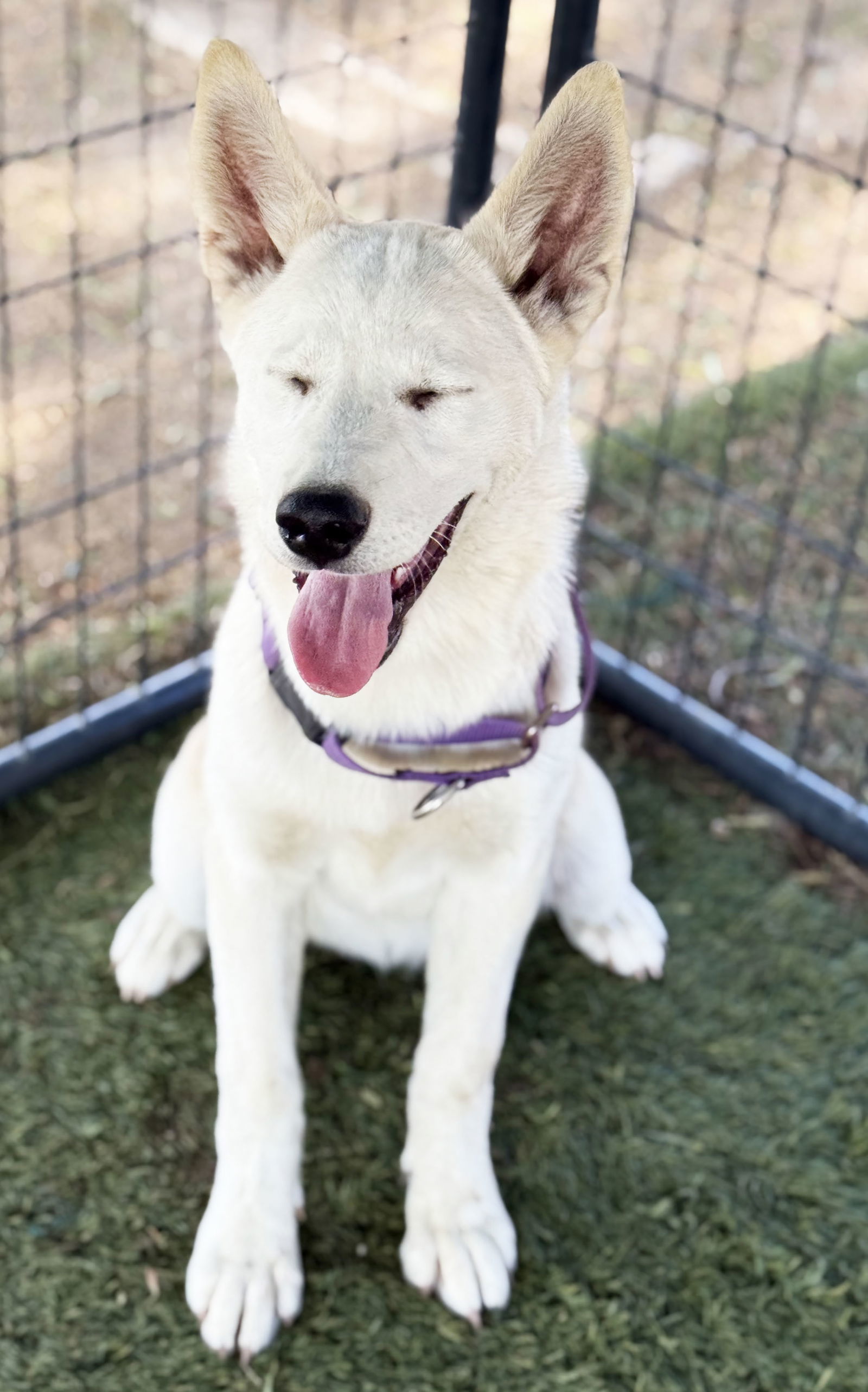 Husky Girl PUPPY