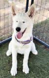 Husky Girl PUPPY photo 2