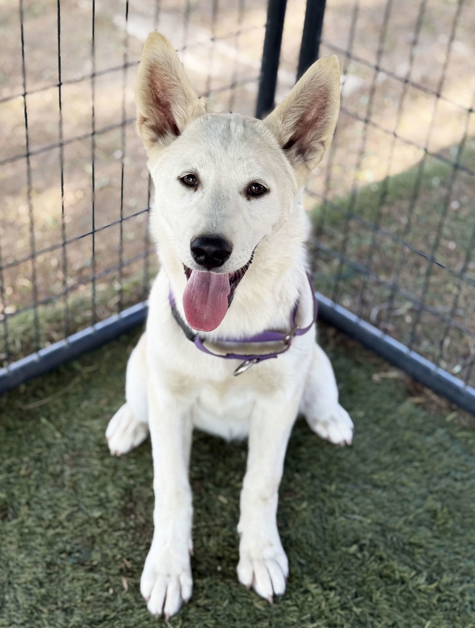 Husky Girl PUPPY