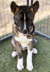 Spirit PUPPY photo 1