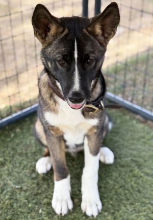 Spirit PUPPY, Baby Male unknown