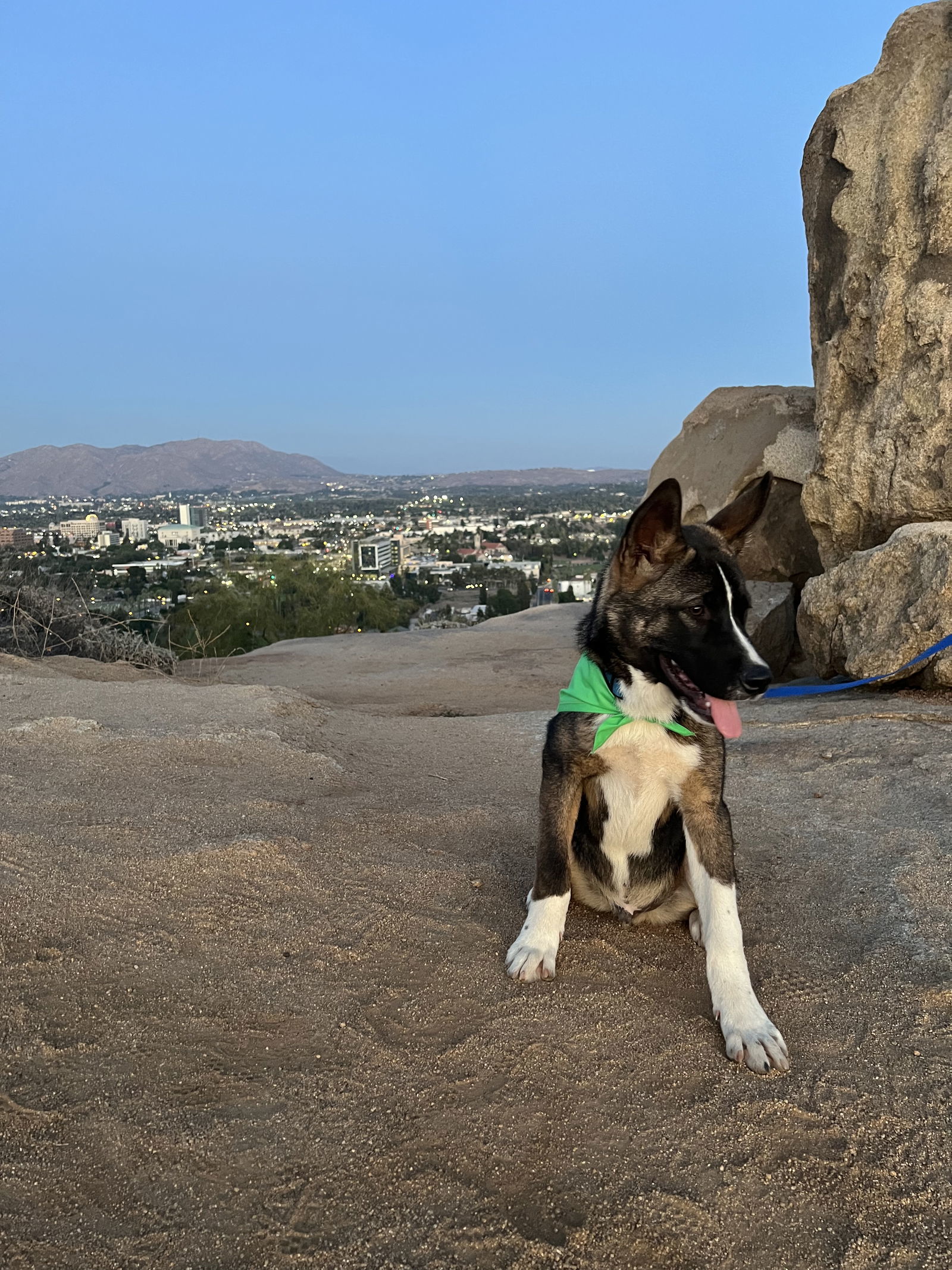 Spirit PUPPY