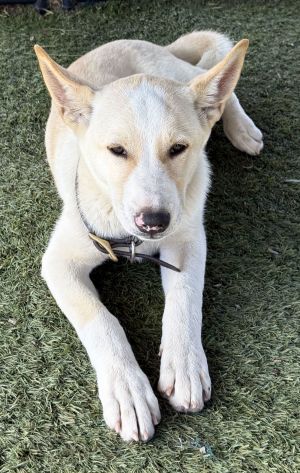 Jasper PUPPY, Baby Male unknown