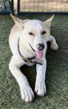 Jasper PUPPY photo 3