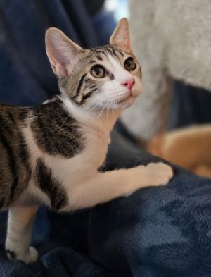 Leia - Petsmart Plantation Foster Home, Baby Female unknown