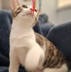 Leia - Petsmart Plantation Foster Home photo 2