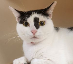 Gypsy - PetSmart Aventura, Adult Female unknown