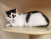 Gypsy - PetSmart Aventura photo 2