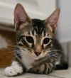 Riley - Petsmart Plantation Foster Home photo 1