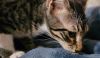 Riley - Petsmart Plantation Foster Home photo 2