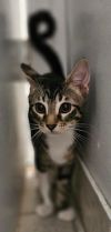 Riley - Petsmart Plantation Foster Home photo 3