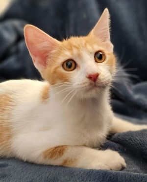 Calypso - Petsmart Plantation Foster Home, Baby Male unknown