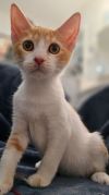 Calypso - Petsmart Plantation Foster Home photo 2