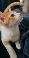 Calypso - Petsmart Plantation Foster Home photo 3