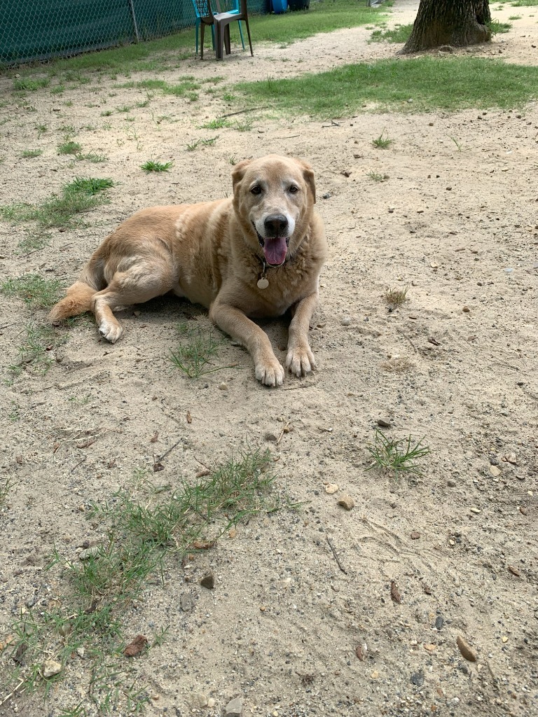 Harley